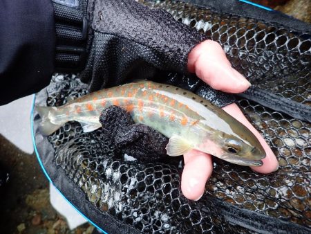 揖保川アマゴ解禁！