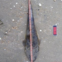 鈴鹿サーフで今年初マゴチゲット