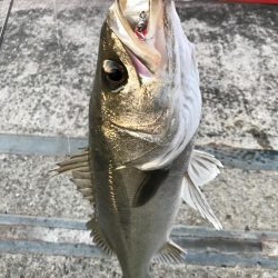 モーニングバイト!