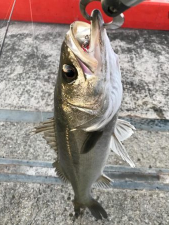 モーニングバイト!