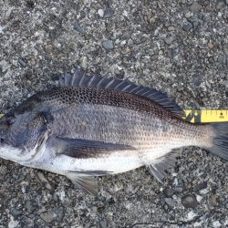 年無しオンリー