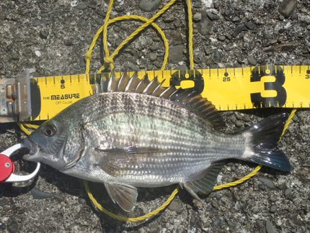 海釣り卒業記念