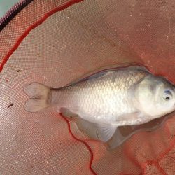 宣言通り淡水魚