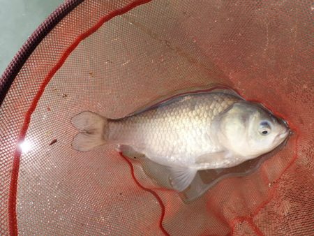 宣言通り淡水魚