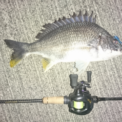 湾奥ライトシーバス