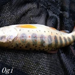 揖保川/三方川支流でポイント探し