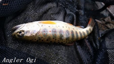 揖保川/三方川支流でポイント探し