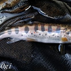 解禁3日後のアマゴ釣り