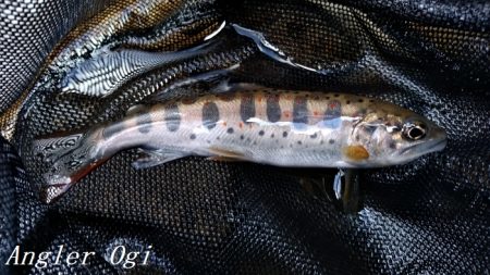 解禁3日後のアマゴ釣り