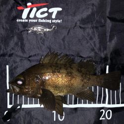 メバルプラッギング