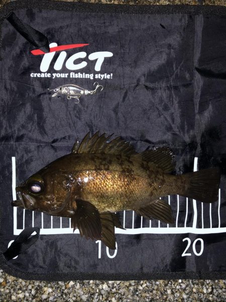 メバルプラッギング