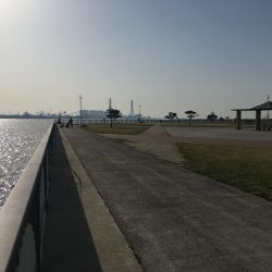 夜カサゴ、朝カサゴ、昼カレイ