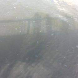 クラゲ時々カレイ