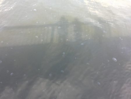 クラゲ時々カレイ