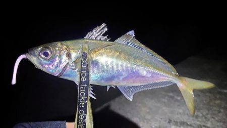 和田防で良型アジング！