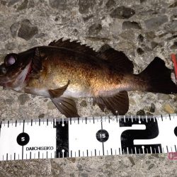 春らしい強烈な引き