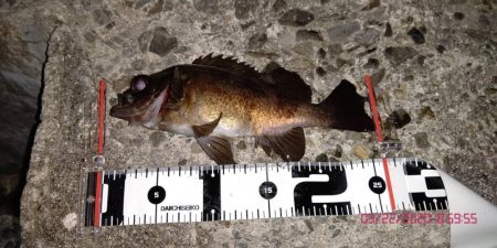 春らしい強烈な引き