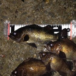 メバルの数釣り
