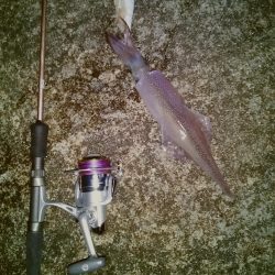 ヤリイカ2時間釣果