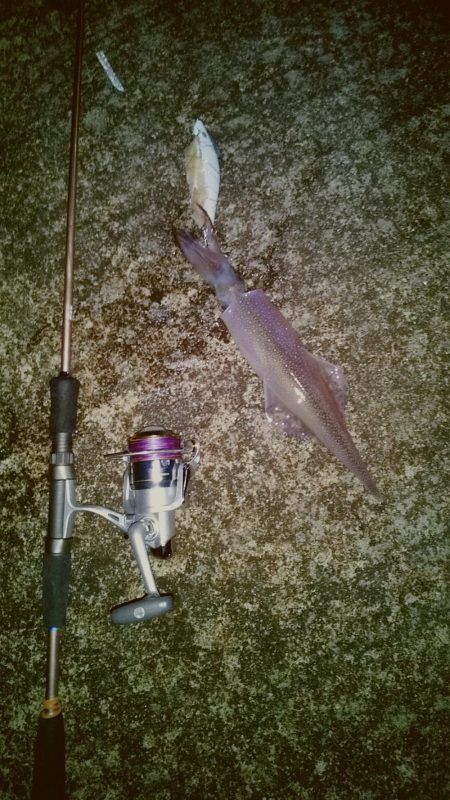 ヤリイカ2時間釣果