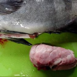 ショアジギでまさかの･･･！！石鯛！！