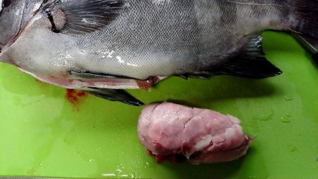 ショアジギでまさかの･･･！！石鯛！！