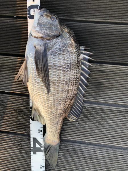 イチノ兄弟、釣果!