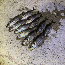 瀬戸内の島アジング（2020-2)