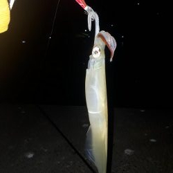 ヤリイカエギング