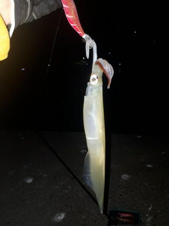 ヤリイカエギング