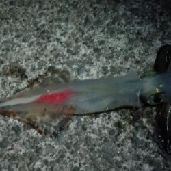 やっぱりイカnight！