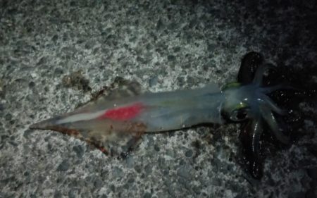 やっぱりイカnight！