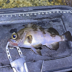 二見メバリング(2020-7)