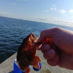 アラカブ(ガシラ)天国