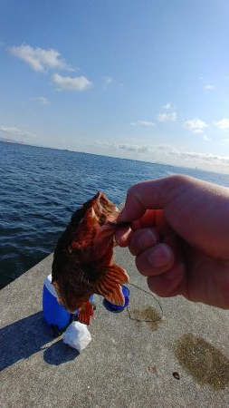 アラカブ(ガシラ)天国