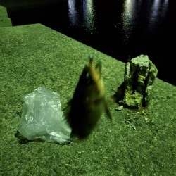 アジングとメバリング