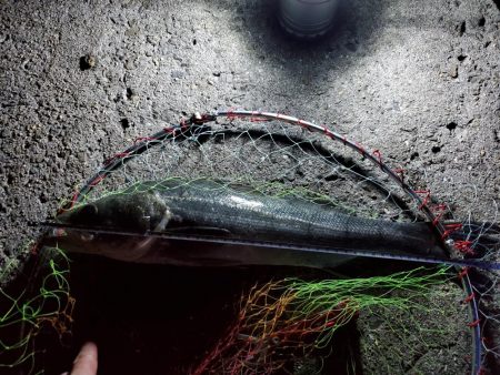 最近、絶好調！