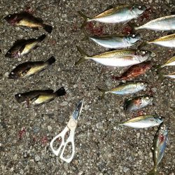 サビキで泣き尺