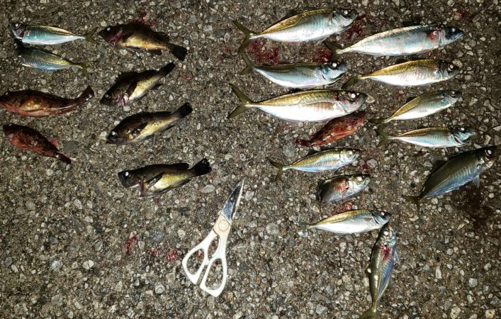 サビキで泣き尺