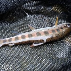 待ちに待った揖保川解禁日！