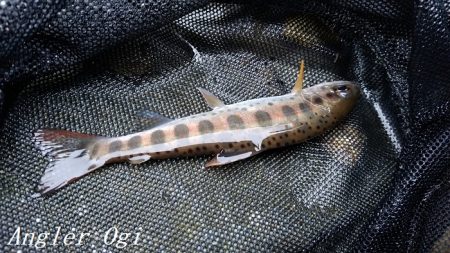 待ちに待った揖保川解禁日！