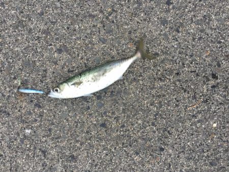 大サバはケーソンだけじゃない