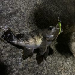 人工島で今年初メバリング！！