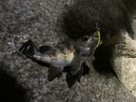 人工島で今年初メバリング！！