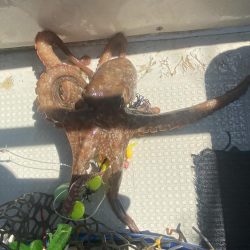 ハマチサイズですが