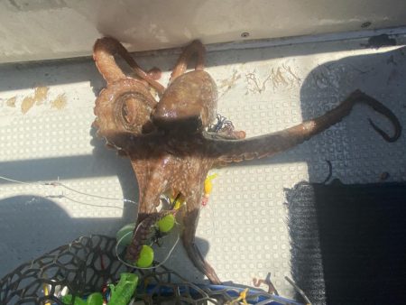 ハマチサイズですが