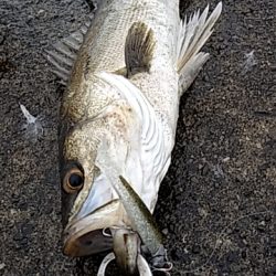 連発するものの・・