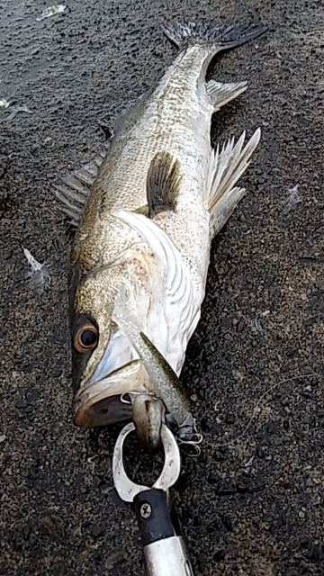連発するものの・・