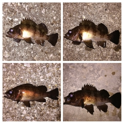 メバリング1835〜2035