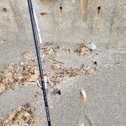 今年、初釣り‼️